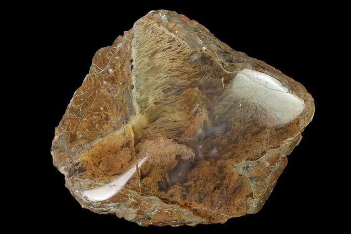 3.8" Polished Moss Agate - Oregon For Sale (#150545) - FossilEra.com